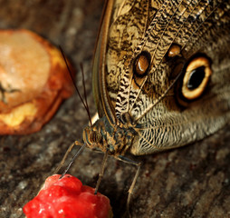 Motyl egzotyczny - śniadanie