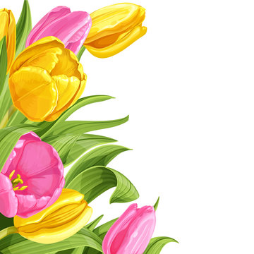 Background of pink and yellow tulips on white background