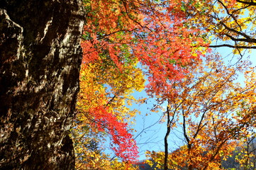 Obraz premium 埼玉県 秋の奥秩父 入川渓谷の紅葉