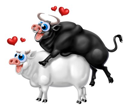 kamasutra bovino