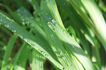 Water drops on natural green leaves