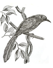 Green-billed Malkoha bird drawing