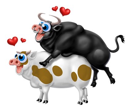 kamasutra bovino