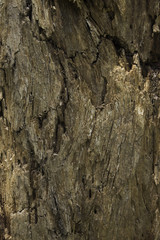 die tree texture