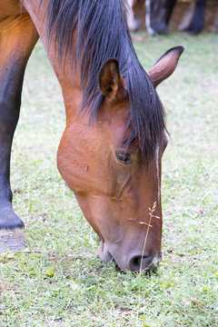 Cavallo che bruca