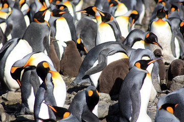 Königspinguine