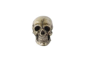 front  skull-model on white blackground