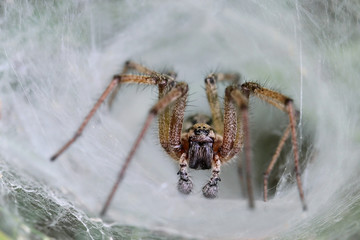 Funnel Web Weaver Grass Spider out on his funnel web - horizontal 