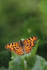 Comma butterfly Polygonia c-album