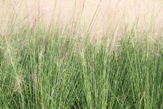 Muhlenbergia sp. grass