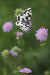 butterfly Melanargia galathea, marbled white