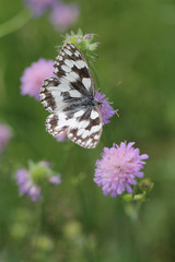 butterfly Melanargia galathea, marbled white