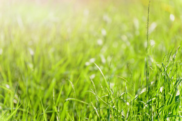green grass background