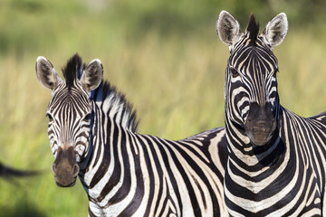 Zebra's Wildlife Animals Closeup Alert