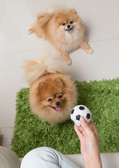 cute pets pomeranian dog happy playing ball in home