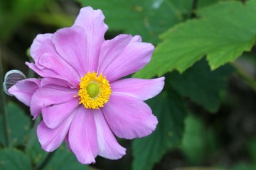 Anemone japonica