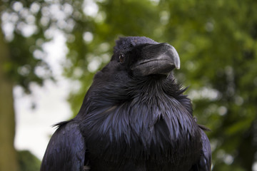 Raven.