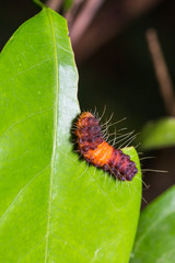 Nosymna Stipella caterpillar