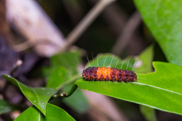 Nosymna Stipella caterpillar