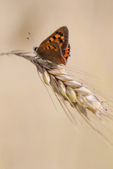 Fototapeta na wymiar Small Copper butterfly in a field