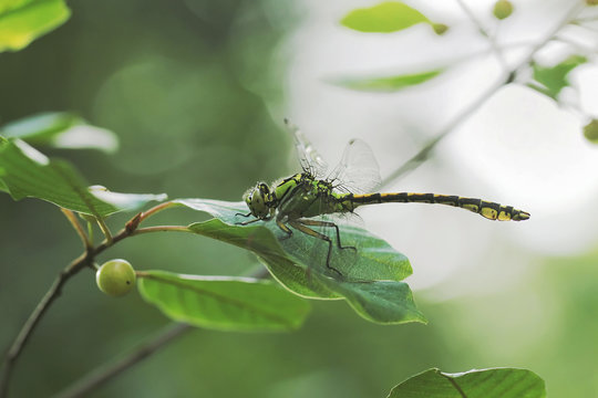 Green Club-tailed Dragonfly Snaketail - Ophiogomphus cecilia