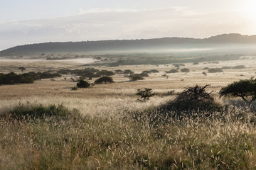 Fototapeta na wymiar Wilderness Savanna Wildlife Landscape