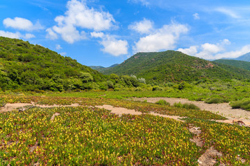 Fototapeta na wymiar Meadow with flowers in summer mountain landscape of Corsica island, France