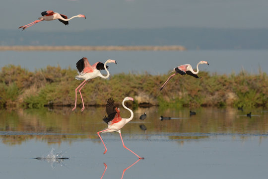 Fototapeta flamants roses