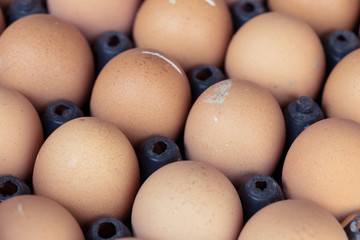 fresh organic eggs from chicken farm agriculture for sale