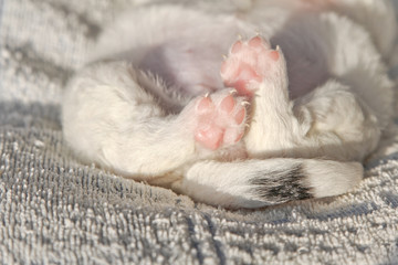 Puppy's paws