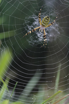 wasp spider - Argiope bruennichi on his web