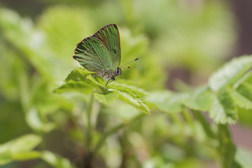 Green Hairstreak - Callophrys rubi and green leaves