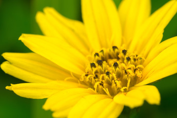 Yellow Daisy Flower Closeup