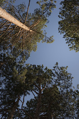 the tops of the pines