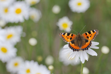 red butterfly Small tortoiseshell - on a white flower