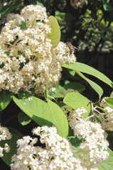 White flowers of Spiraea Japonica (meadowsweet). Selective focus.