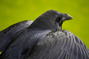 Raven.