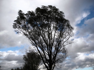 Fototapeta na wymiar Bäume im Herbstwind