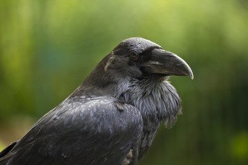 Raven.