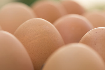 fresh organic eggs from chicken farm agriculture for sale
