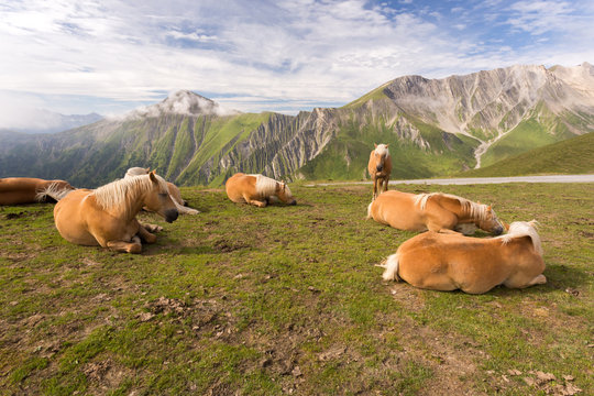 Chevaux sur les alpages