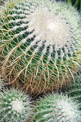 Cactus / Beautiful cactus in the botanical garden in Moscow