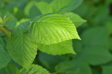 green leaves of raspberry
