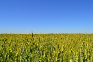 Wheat field - it is not yet ripe!