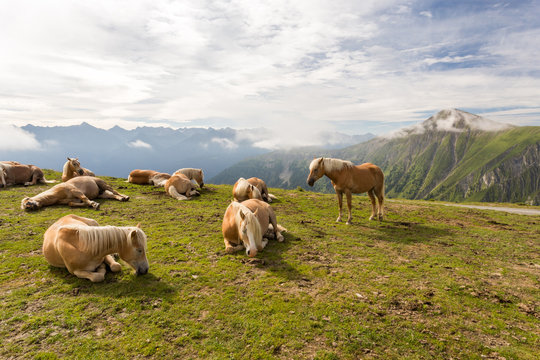 Chevaux sur les alpages