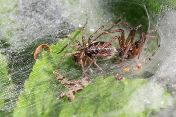Funnel Web Weaver Grass Spiders out on his funnel web