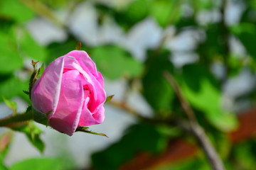 Pink Rose