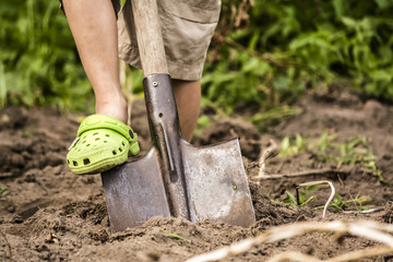 digging vegetable, potatoes, ground