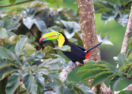 LOOKING...ALWAYS LOOKING...A Keel-billed Toucan looks around him showing off his beautiful colors.  Photographed in the wild in Costa Rica