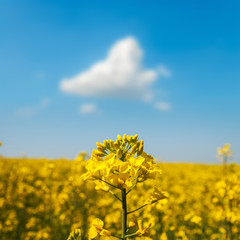 field of flower rapeseed under blue cloudy sky